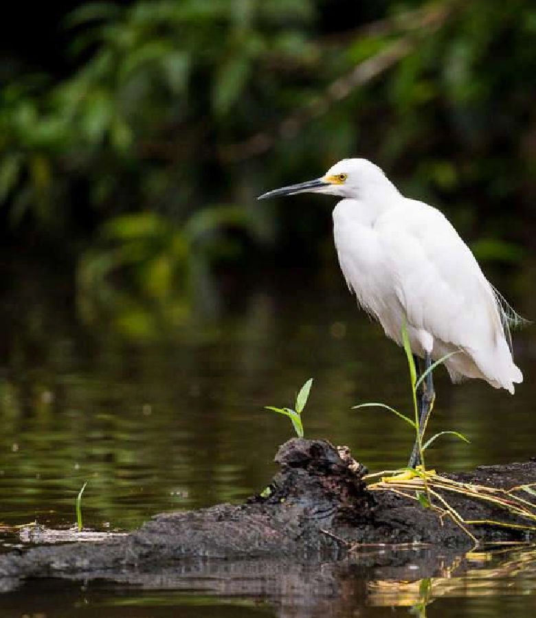 cahuita-tours-birdwatching-100