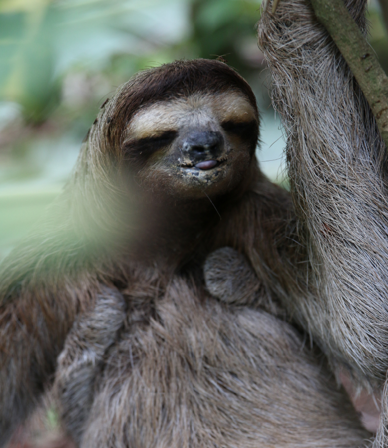 cahuita-tours-sloth-100