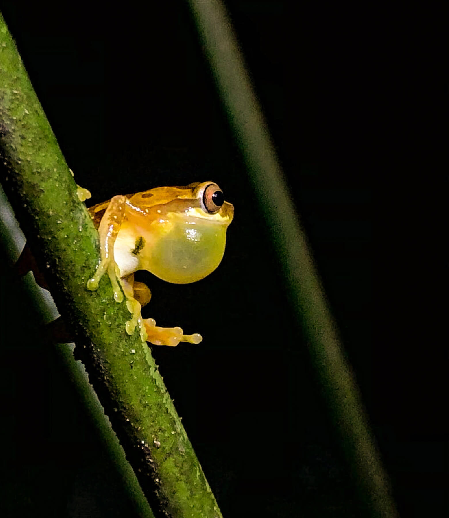 cahuita-tours-night-hike@2x-100