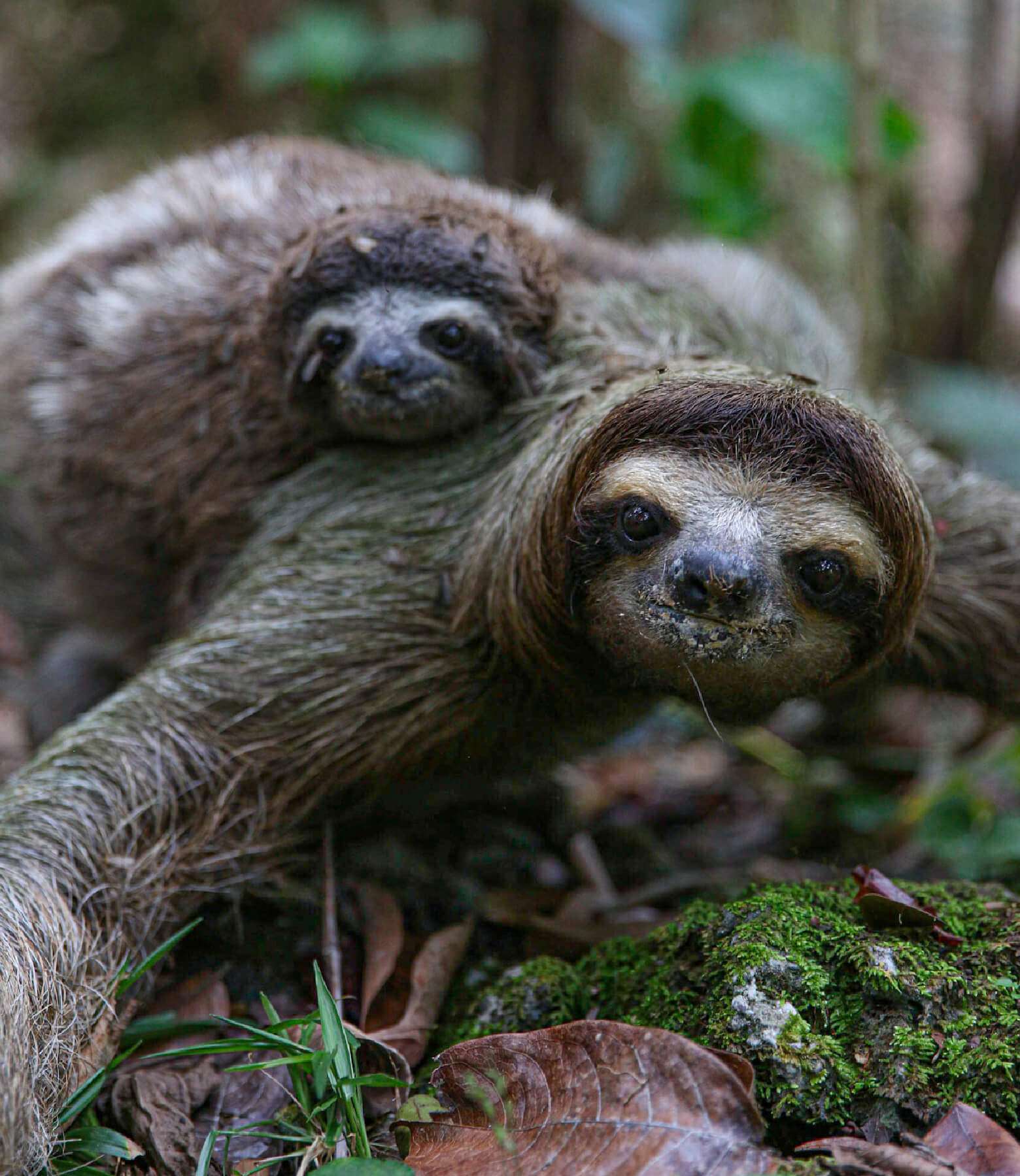 cahuita-tours-sloth@2x-100