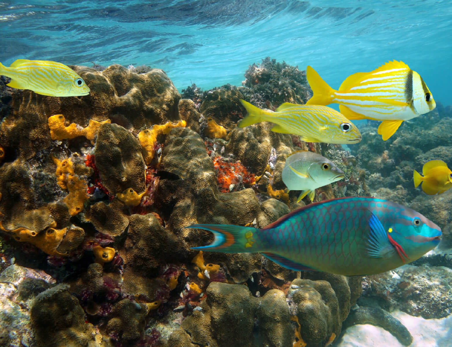 cahuita-tours-snorkeling-final@2x-100